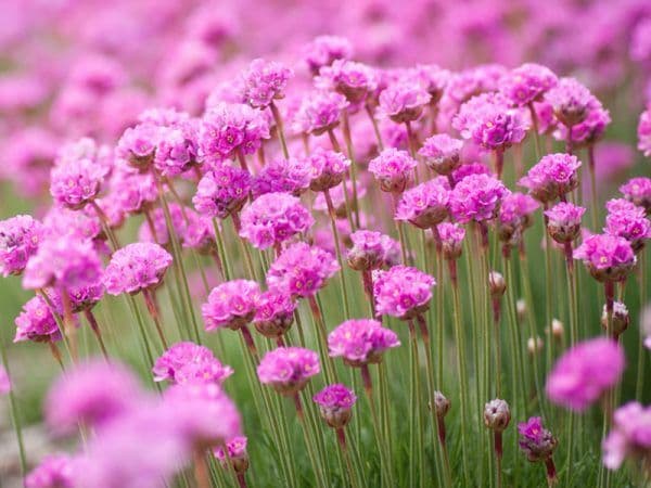 Armeria