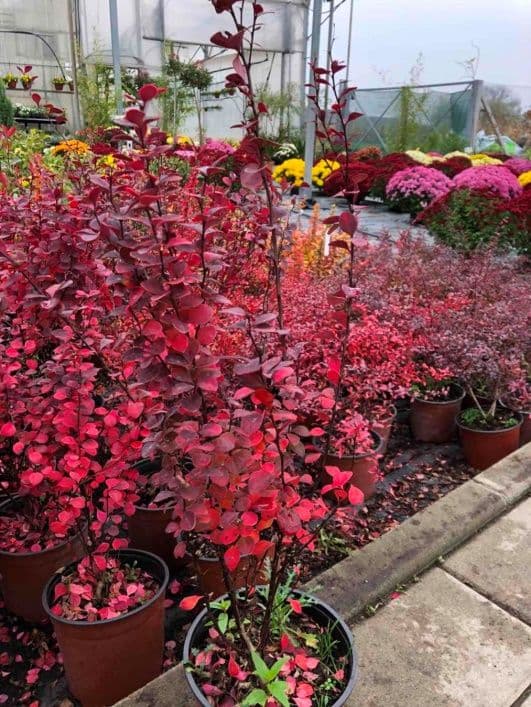 Berberis