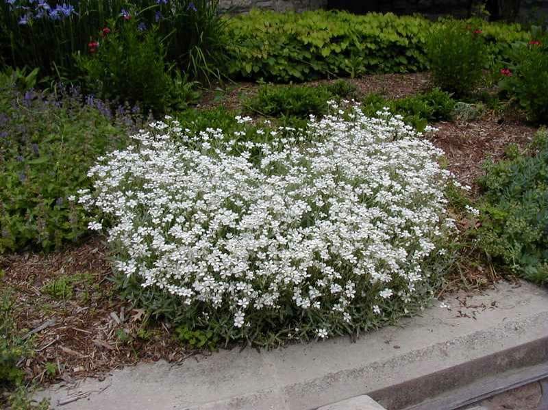 Cerastium tomentosum