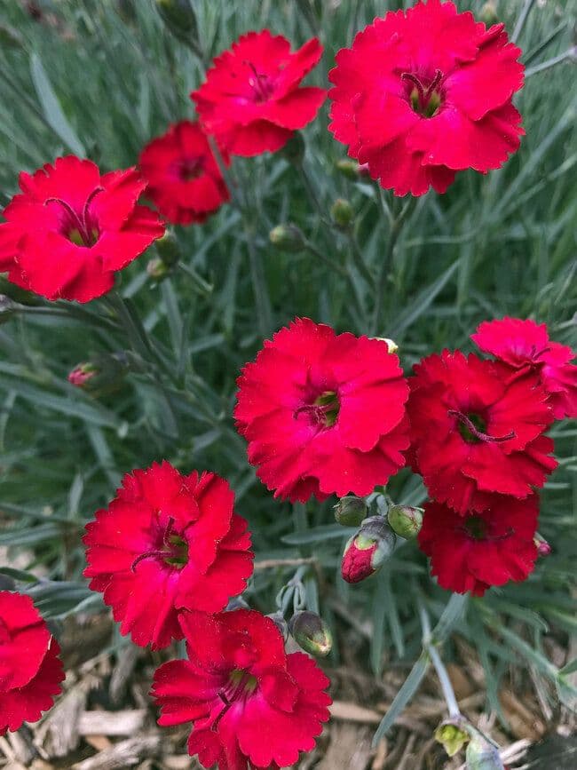 Dianthus