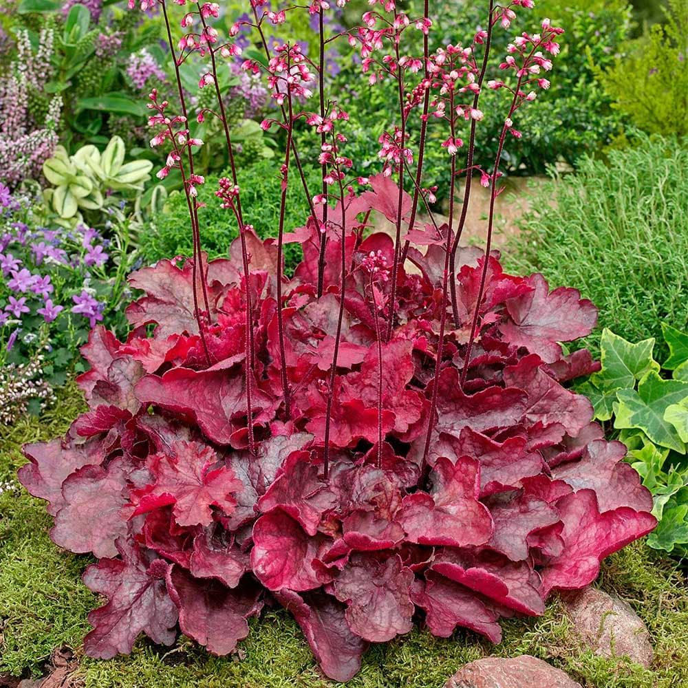 Heuchera hybrida “Fire Chief”