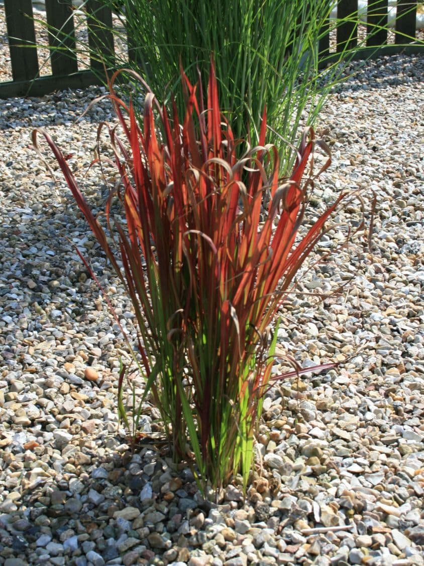 Imperata cylindrica