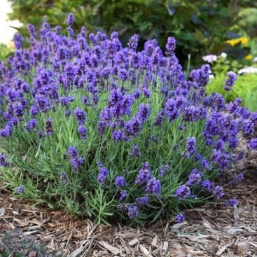 Lavanda