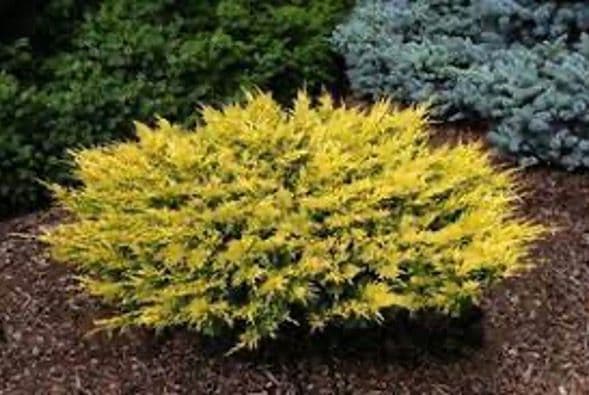 Žuti juniperus