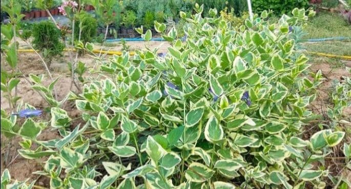 Vinca major ’Variegata‘